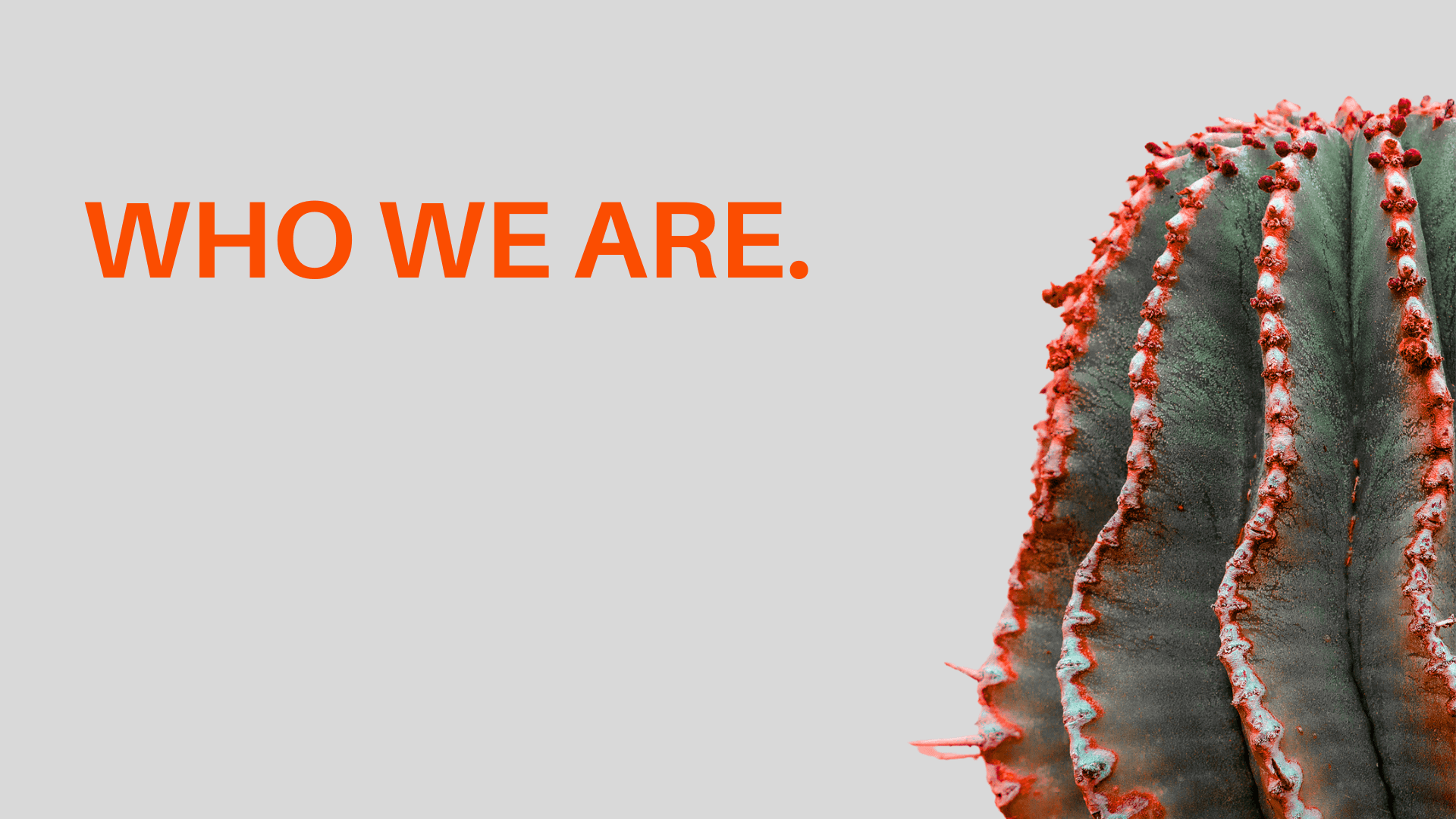 Editorial brand visual with high-contrast cactus image